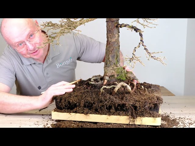 Part 3️⃣ | Discover the Beauty of Larch Bonsai: Repotting and Root Care [45-46 years old]