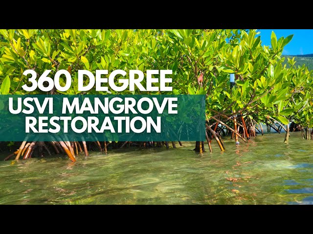 Mangrove Restoration in the US Virgin Islands (360)