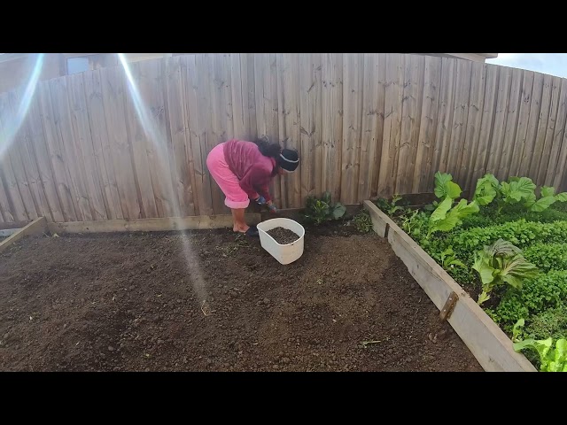 We planted the potatoes in the garden