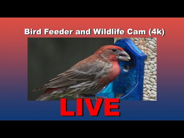 🔴 Bird Feeder Favorites: A LIVE Minnesota Bird Showdown