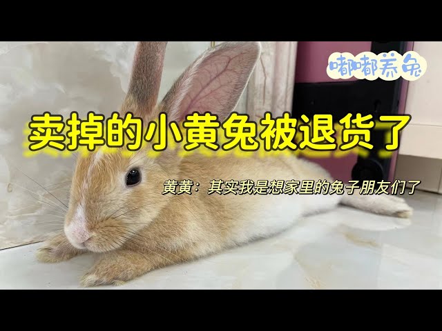 Yellow rabbit that was sold for three months was returned. It bit the finger of the buyer's child