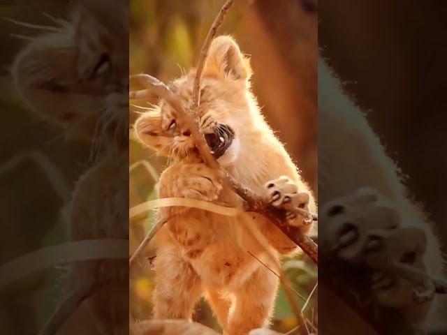 Adorable Lion's Cubs🦁|| Cute Baby lion #animalshorts #shortvideo #cubs