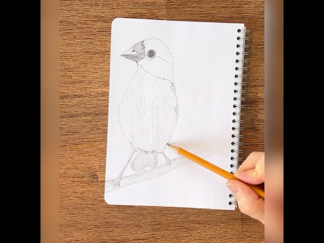 ✏️ Amazing Pencil Drawing of a Bird in Just 60 Seconds  by a Complete Beginner! 🖌️🐦 #easydrawing