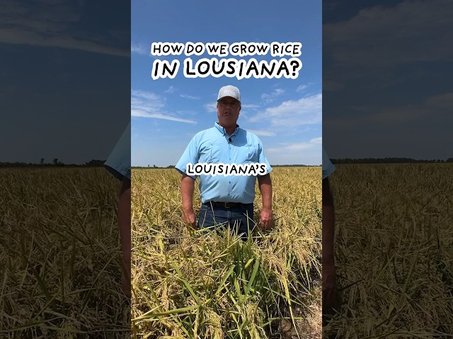 🌾How we grow rice Louisiana! #farming #farmer #ricefarming #louisiana #farm #rice #howitsmade