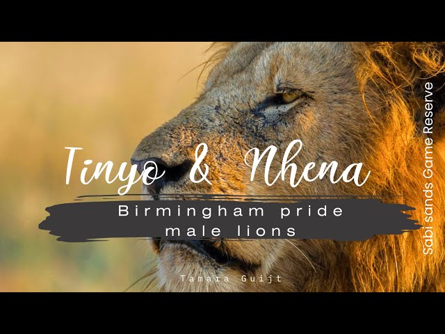 Birmingham male lions Tinyo and Nhena - Sabi Sands Game Reserve - South Africa 4K