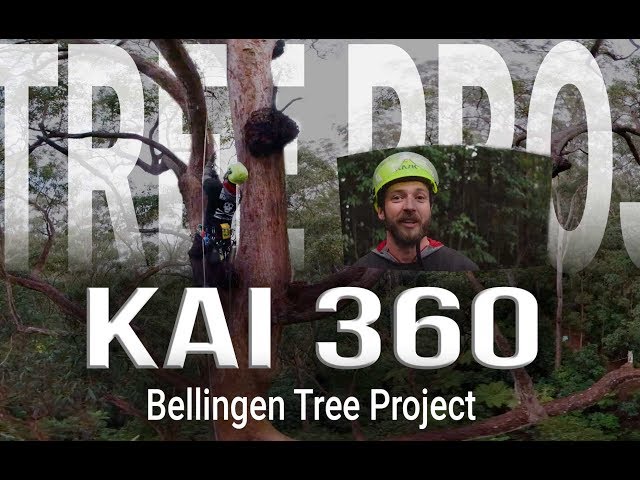 Bellingen Tree Project - 360 Tree Climbing