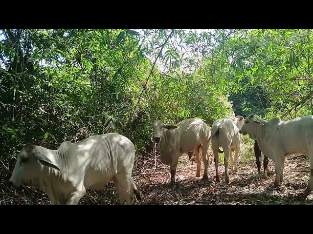 Cow Resting in the Forest Under the Bamboo Trees