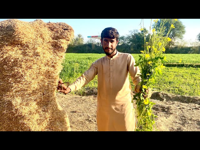 ASMR cutting Grass In Fields For Animals Fast and aggressive cutting Tingles #subscribe