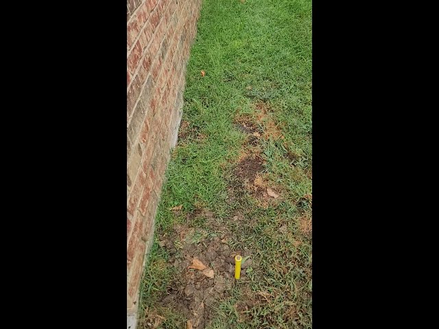 Do You Have THIS in Your Yard?! | Chorbie Lawn Care