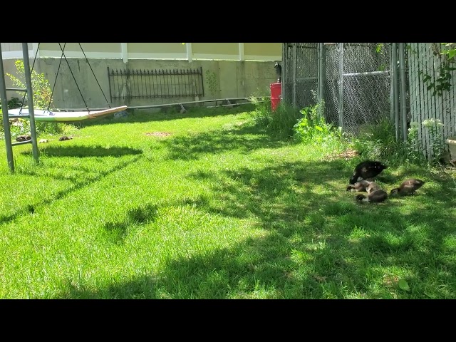 Orchard Babies: Cute Baby Ducks Update