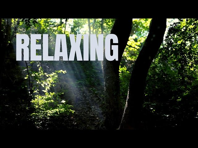 ☘️ Relaxing Music You tube ☘️ Beautiful Forest Music for Soothing Relaxation