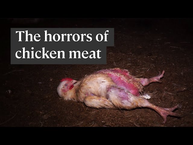 The horrifying truth of how chicken meat is produced