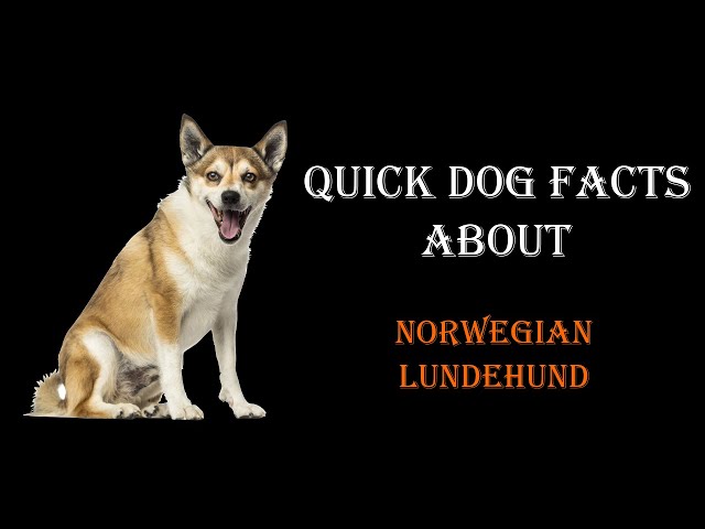 Quick Dog Facts About The Norwegian Lundehund!