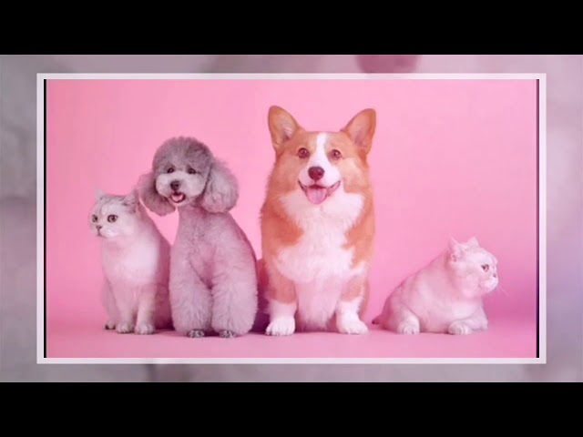 🆕Tik Tok Cute Dogs And Cats Compilation 2020 👉 Cute Pets And Funny Animals Compilation 2020