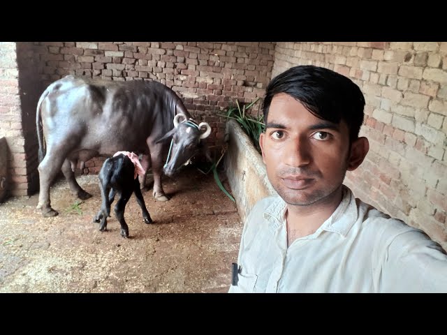 || indian village ||  rural life india ||  village life in india ||    village life india ||