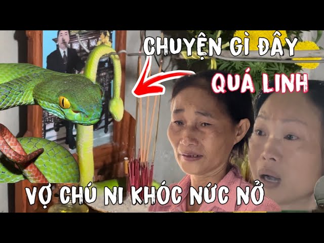 Quá Linh Chị Hàng Xóm Khóc Nức Nở”Kể Hết Rắn Lục Đuôi Đỏ Ra Đi Theo Chồng”Chuyện Lạ Tại Đồng Tháp.