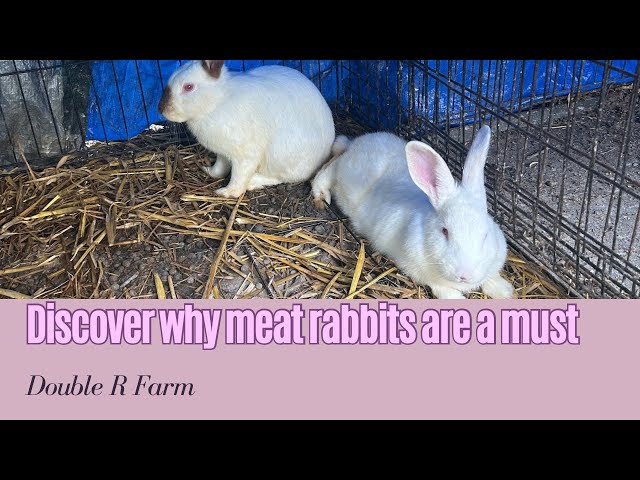 How to Raise Meat Rabbits: A Complete Guide for Homesteaders