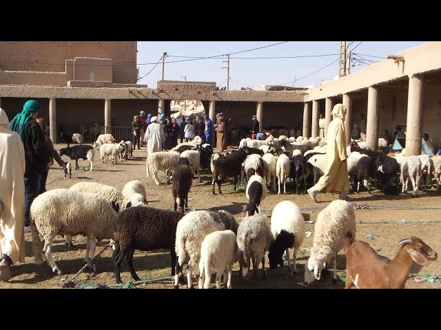 PSVR 3D RISSANI, MOROCCO Souqs / Sheep and Goat Market