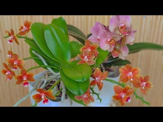 Forget fertilizer! This kitchen ingredient makes orchids bloom like CRAZY