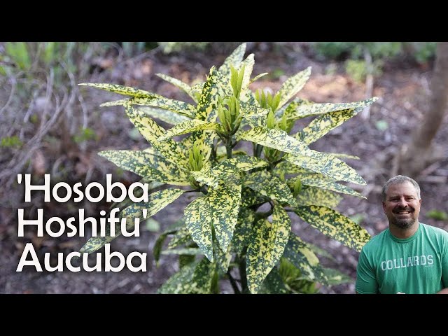 Aucuba Japonica - 'Hosaba Hoshifu'