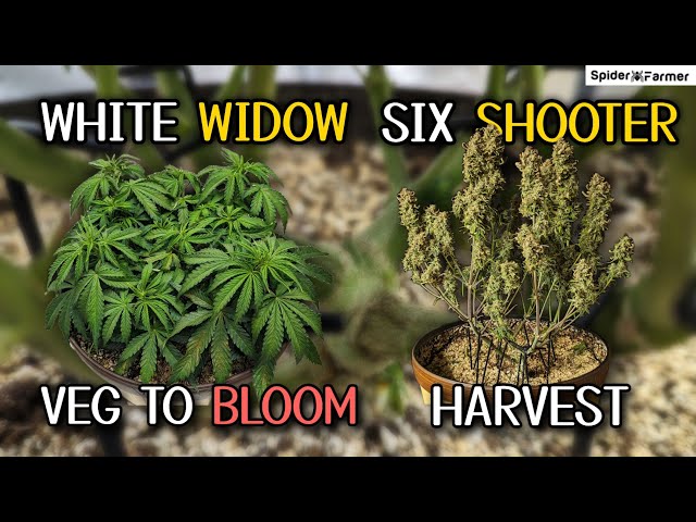 How I Grow E12- Defoliation, Harvest Dry Cure - White Widow Fastbuds -Spiderfarmer SF4000