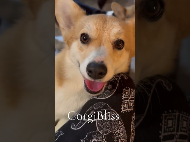 💕 Very Happy Corgi Faces 💕 #corgis #corgibliss #puppy #corgiswithtails #cute