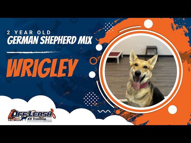 Wrigley | 2 Year Old German Shepherd Mix | German Shepherd Training Smyrna Georgia