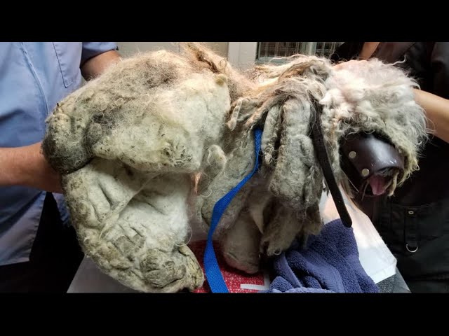 The worst case of matted fur! He was found underneath a bush, dirty   scared of everyone & everythin