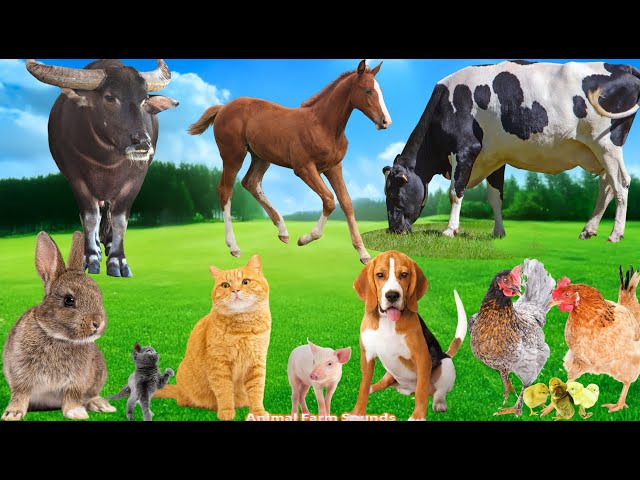 The World of Farm Animal Sounds: Cow, Horse, Buffalo, Dog, Cat, Pig, Rabbit, Rooster - Animal Videos