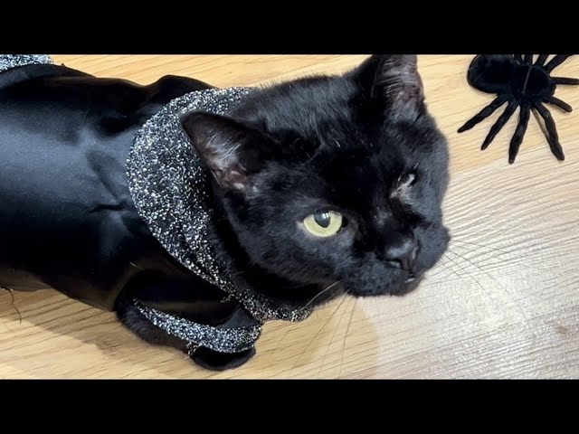 Tiga kucing penyihir di HALLOWEN Night #kucing #kucinglucu #videolucu