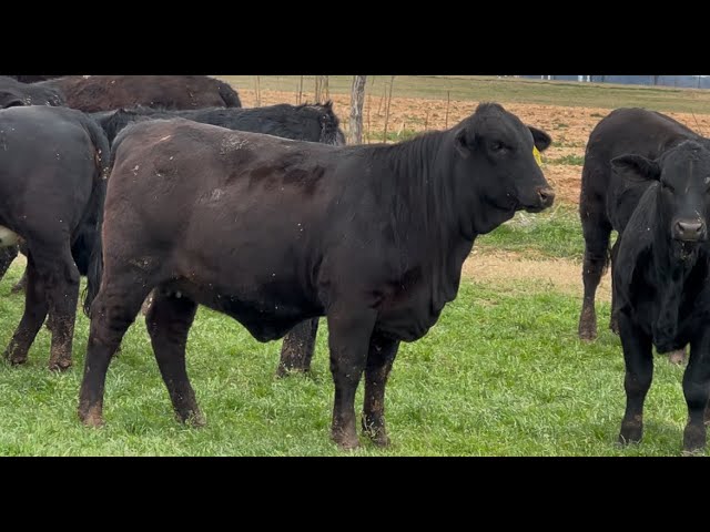 J&J Cattle Co: Brangus & Brangus Cross Replacement Heifers