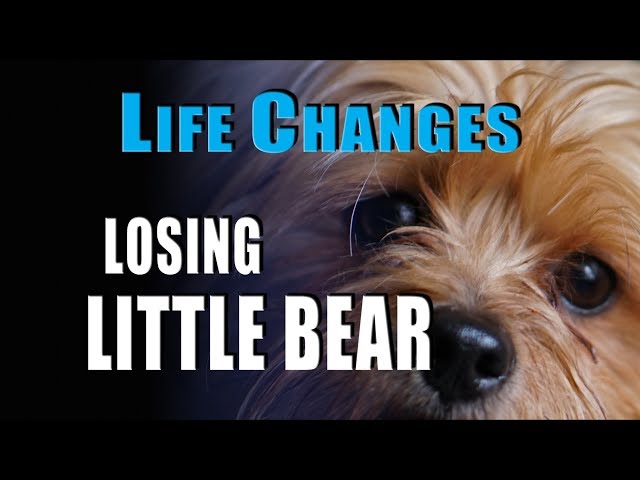 Life Changes - Losing Little Bear - Ep. 256