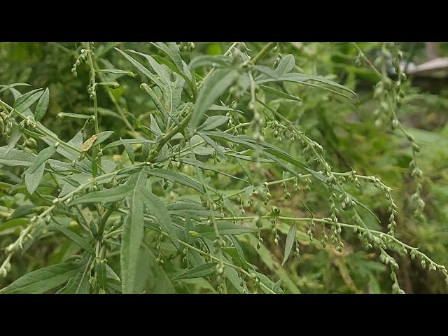 ArtemisiaVulgarisL #Mugwort #TiteyPati #Flora #Flower #Video #YoutubeVideo #YTVideo #Plant #Medicine