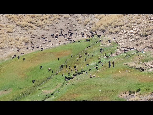 "Nomads of Iran"turning sheep in the green nature and a beautiful spring at the top of the mountain