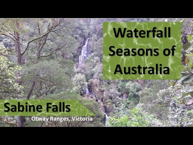 Under ferns and over logs to Sabine Falls in the Otway Ranges in Victoria, Australia