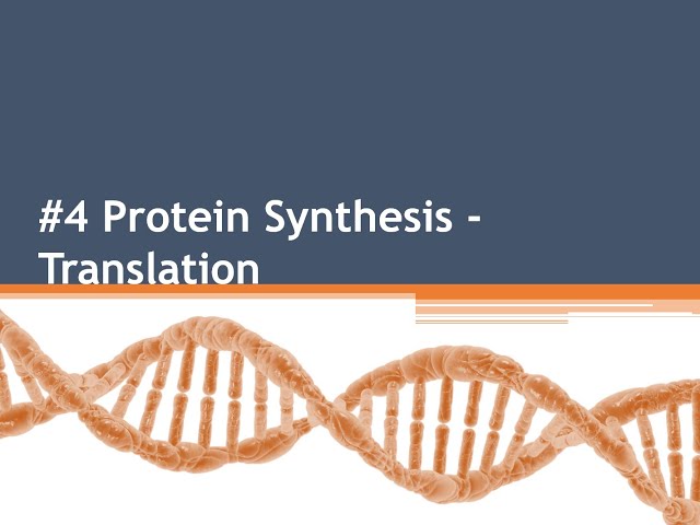 #4 Protein Synthesis - Translation