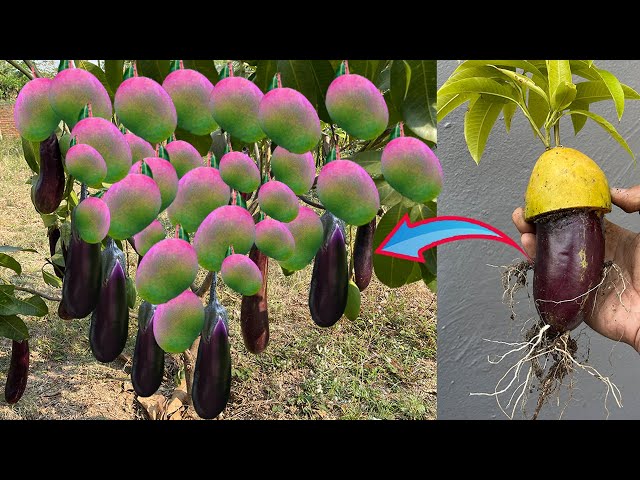 Best Technique Eggplant with mango Growing Quickly guava with mango