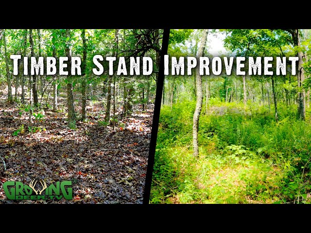 Before and After: Timber Stand Improvement for Better Deer & Wildlife Habitat Habitat (640)