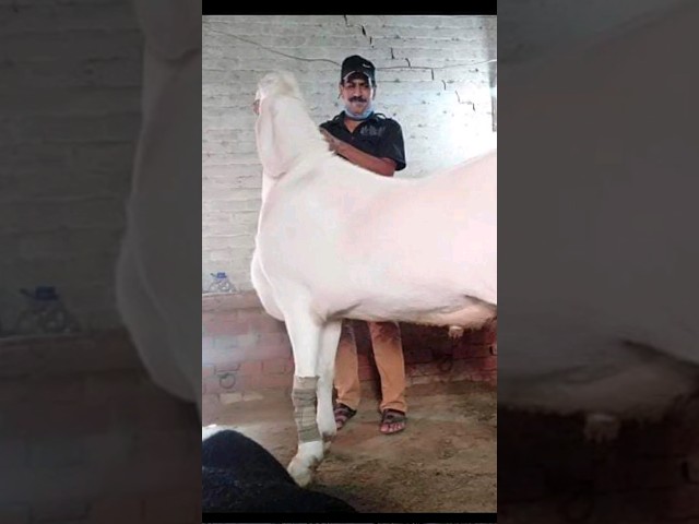 rajanpuri Bakra 65000 ka 03037003864