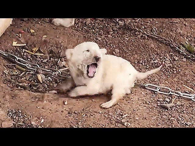 A puppy is bitten by mother dog,it crying out in pain,dog owner ignored and refused to sell it to me