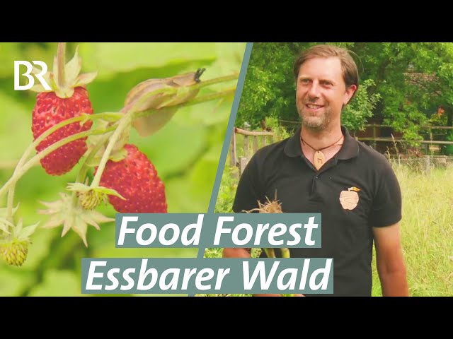 Ein Waldgarten in der Schweiz. Tipps zu Bokashi und Komposttee inklusive!