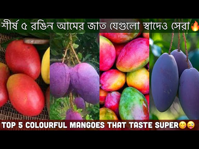 সেরা ৫ রঙিন আমের জাত ২০২৪🥳Top 5 Colorful Mango 2024