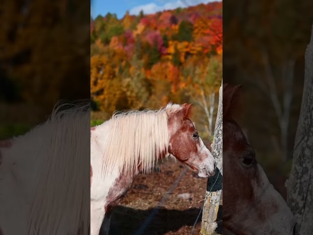 Relaxing Autumn Ambience: Calming Nature Sounds of Gentle Winds & Falling Leaves 🍂 | 4K ASMR