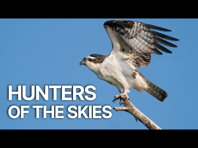 Hunters of the Skies | The Majestic World of Birds of Prey