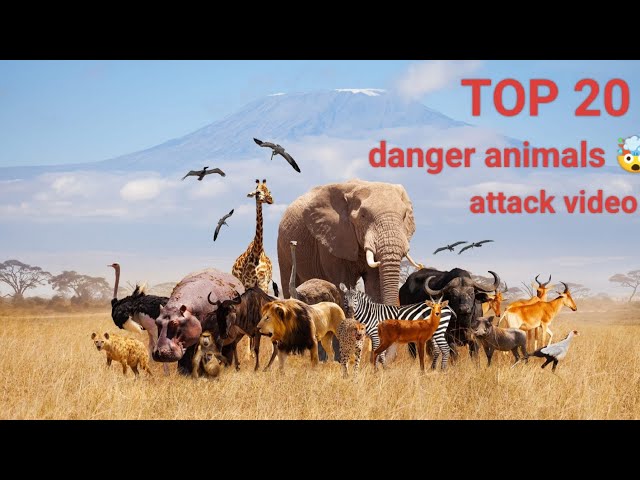 Top 20 DANGER ANIMALS VIDEO||#animals #attack #wildlife #wildattack #wildanimals