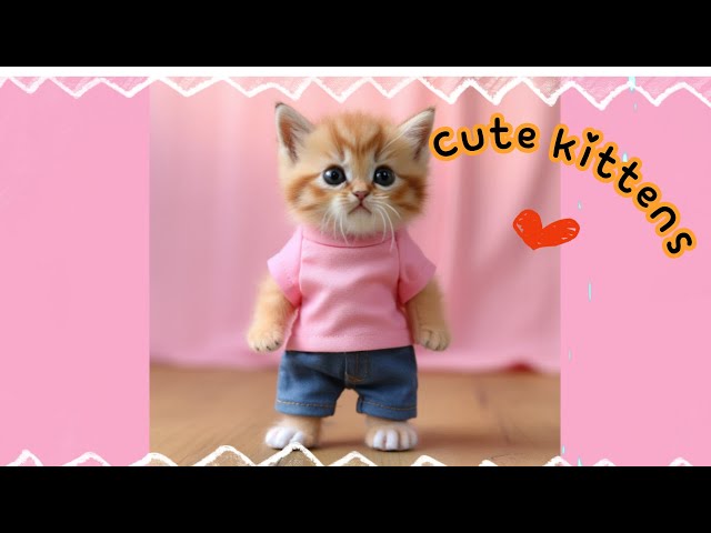 Cute kittens wearing cool clothes (With history and true stories about cats) 😺😍👍