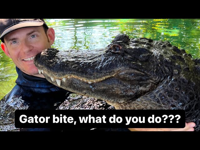 Gator Bite, what do you do?!?