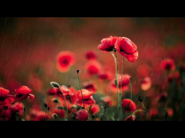 "3 Hours of Relaxing Rain Sounds on Flowers | Perfect for Meditation and Sleep"