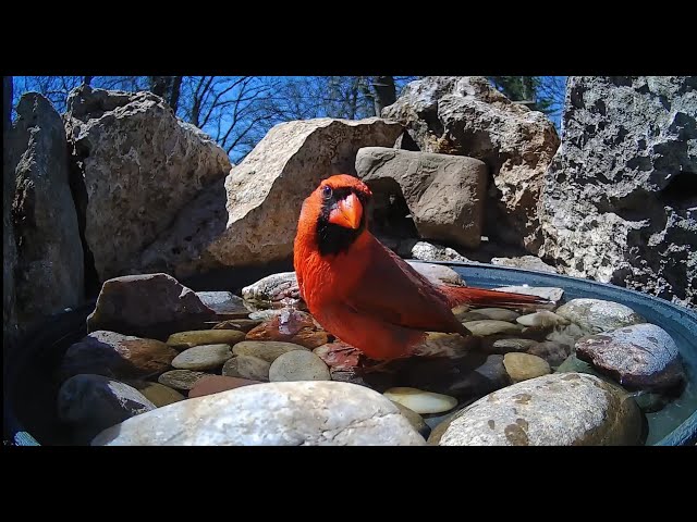 🐦LIVE Bird Feeder Camera in Oklahoma | CAT TV 😺 Bird Watching for Cats