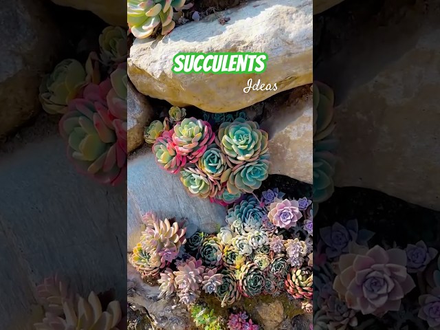 Beautiful ideas for your succulents #多肉植物  #다육이들 #Suculentas